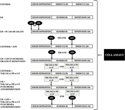 Toll-Like Receptor 4 Activation Prevents Rat Cardiac Fibroblast Death Induced by Simulated Ischemia/Reperfusion